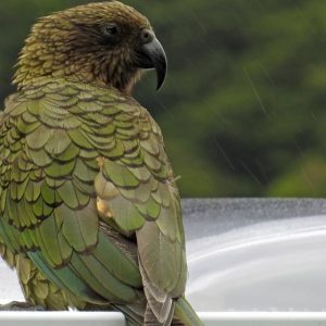 Bird Chlamydia - GeneVista animal DNA testing