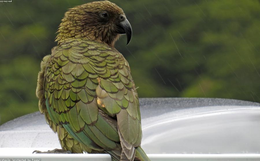 Bird Chlamydia - GeneVista animal DNA testing