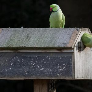 Bird Panel - GeneVista animal DNA testing