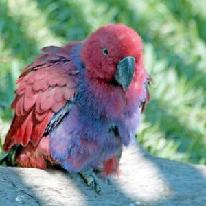 Bird Parentage - GeneVista animal DNA testing