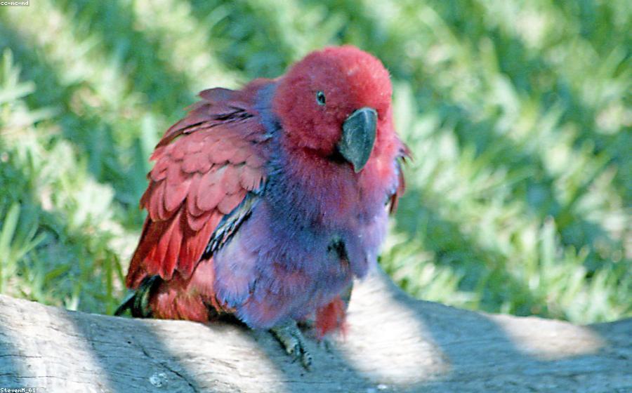 Bird Parentage - GeneVista animal DNA testing