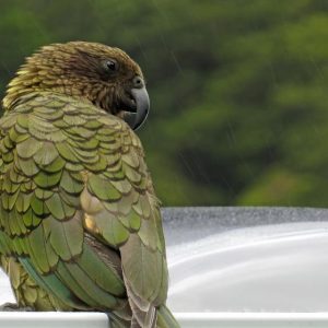 Bird Pbfd - GeneVista animal DNA testing