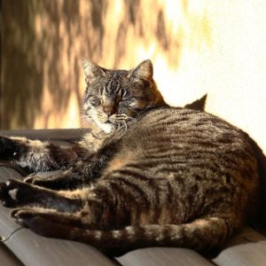 Cat Blood - GeneVista animal DNA testing