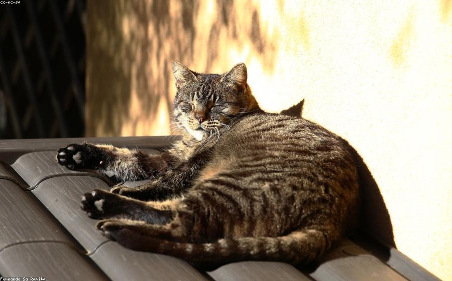 Cat Blood - GeneVista animal DNA testing