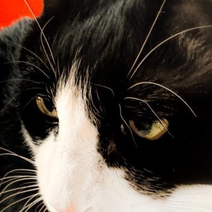 Cat Breed - GeneVista animal DNA testing