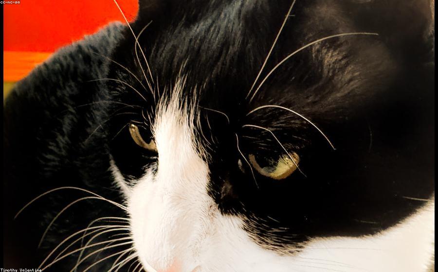 Cat Breed - GeneVista animal DNA testing