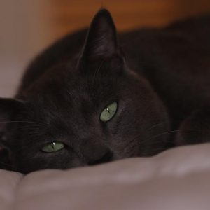 Cat Fcv - GeneVista animal DNA testing