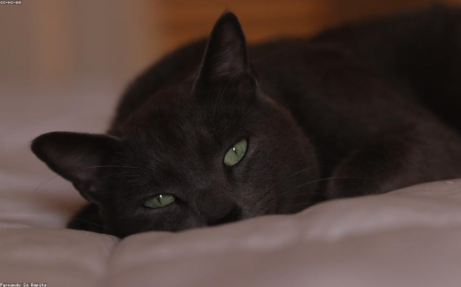 Cat Fcv - GeneVista animal DNA testing