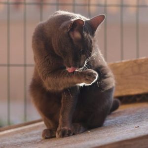 Cat Fip - GeneVista animal DNA testing