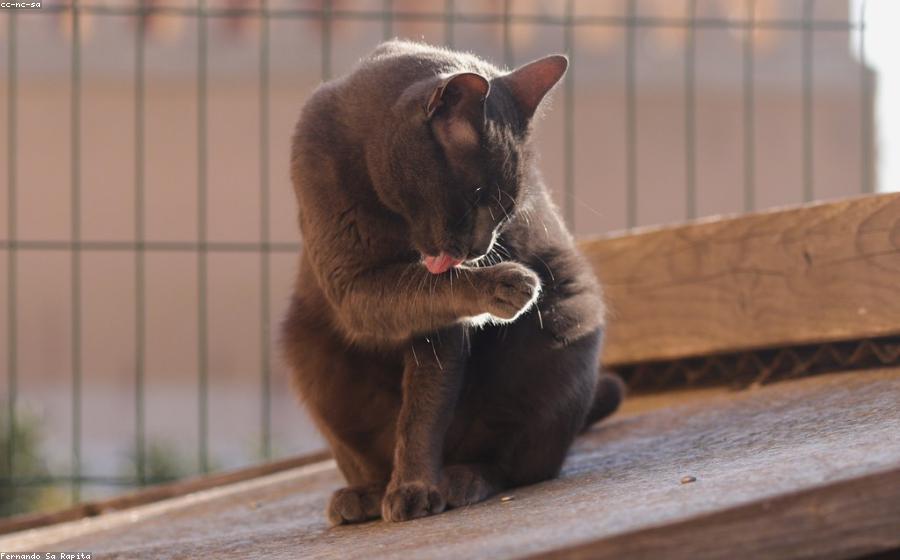 Cat Fip - GeneVista animal DNA testing