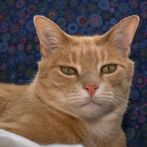 Cat Id - GeneVista animal DNA testing