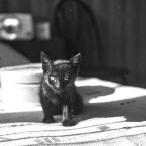 Cat Panel - GeneVista animal DNA testing