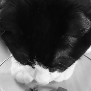 Cat Pkd - GeneVista animal DNA testing