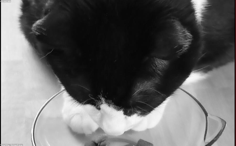 Cat Pkd - GeneVista animal DNA testing