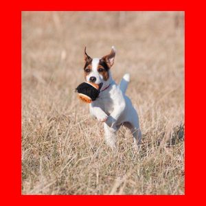 Dog Breed - GeneVista animal DNA testing