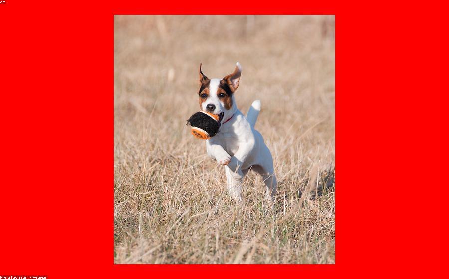 Dog Breed - GeneVista animal DNA testing