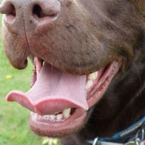 Dog Dilution - GeneVista animal DNA testing