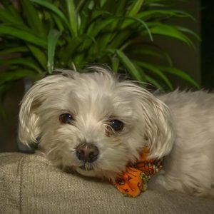 Dog Dm - GeneVista animal DNA testing