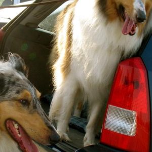 Dog Health Panel - GeneVista animal DNA testing