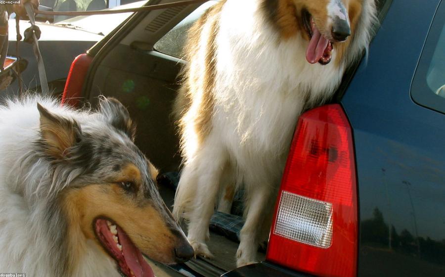 Dog Health Panel - GeneVista animal DNA testing