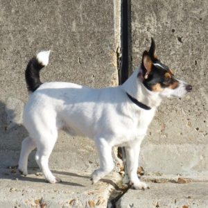 Dog Length - GeneVista animal DNA testing