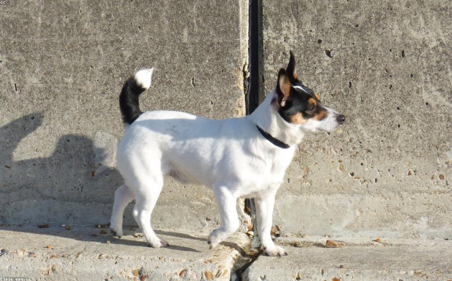 Dog Length - GeneVista animal DNA testing