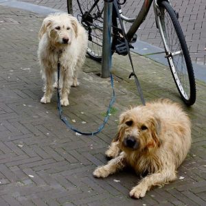 Dog Parentage - GeneVista animal DNA testing