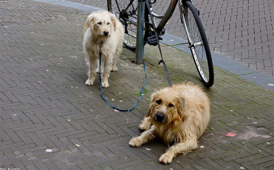 Dog Parentage - GeneVista animal DNA testing