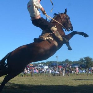 Horse Agouti - GeneVista animal DNA testing