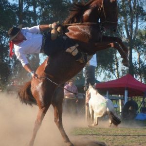 Horse Cream - GeneVista animal DNA testing