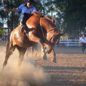 Horse Grey - GeneVista animal DNA testing