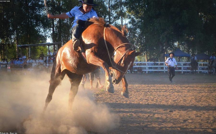 Horse Grey - GeneVista animal DNA testing