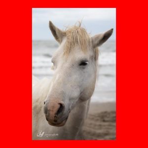 Horse Id - GeneVista animal DNA testing
