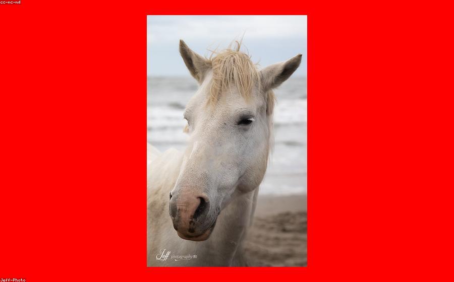 Horse Id - GeneVista animal DNA testing