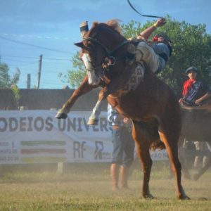 Horse Panel - GeneVista animal DNA testing