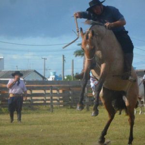 Horse Parentage - GeneVista animal DNA testing