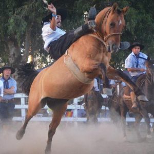 Horse Pssm - GeneVista animal DNA testing