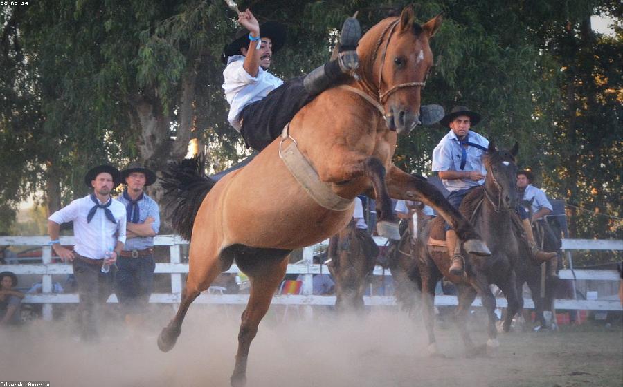 Horse Pssm - GeneVista animal DNA testing