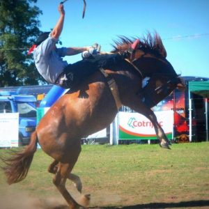 Horse Wffs - GeneVista animal DNA testing