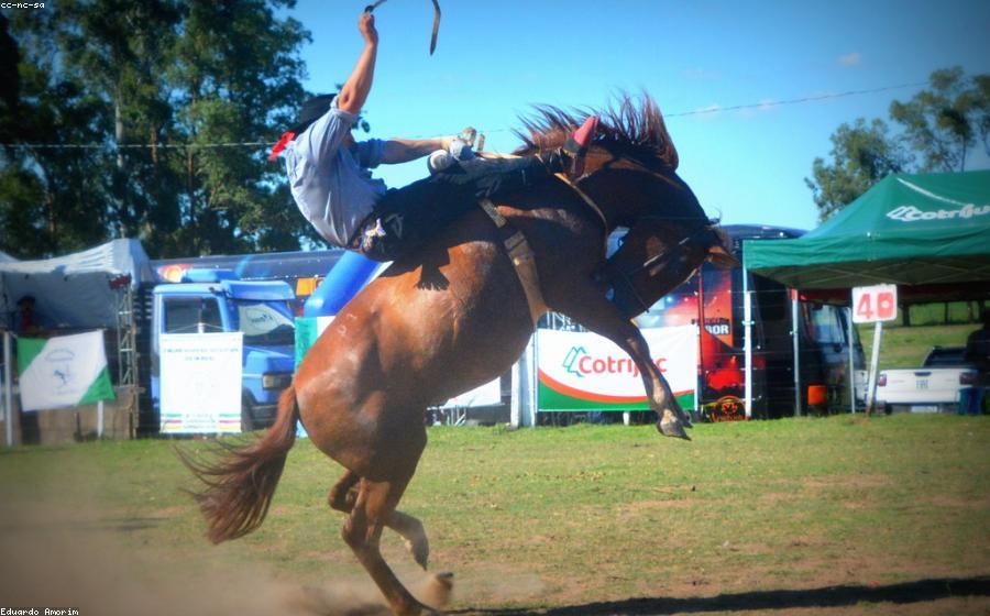 Horse Wffs - GeneVista animal DNA testing